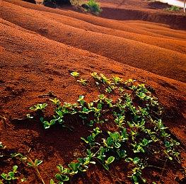 美服NSO会员新一期试玩同乐会 《饥荒》免费游玩